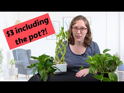 Where to Buy Cheap Indoor Plants: My Top 5 Favorite Places!