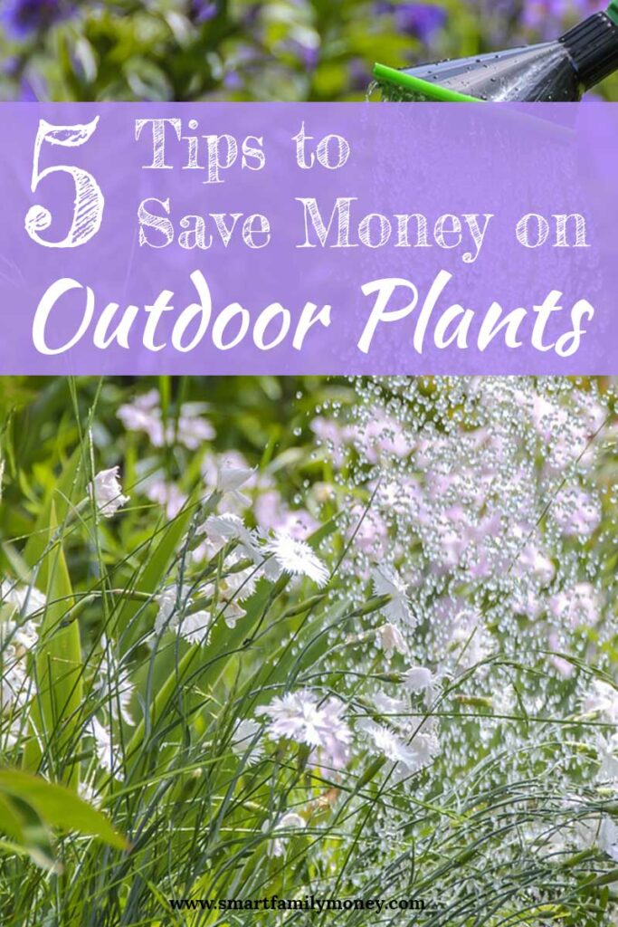 5 tips to save money on outdoor plants