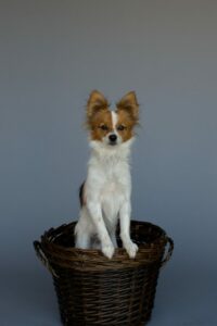 Everyone needs a dog!