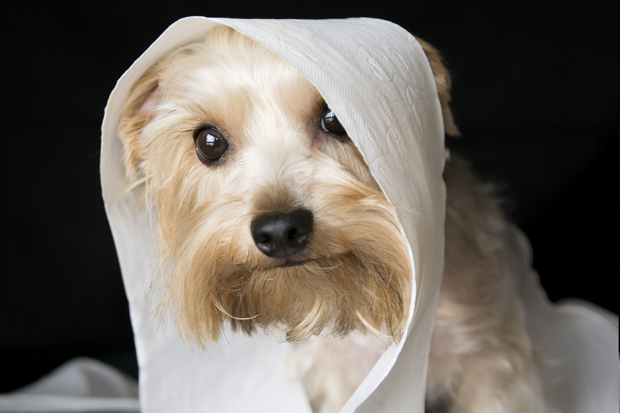 Review Willow Toilet Paper from Aldi Smart Family Money