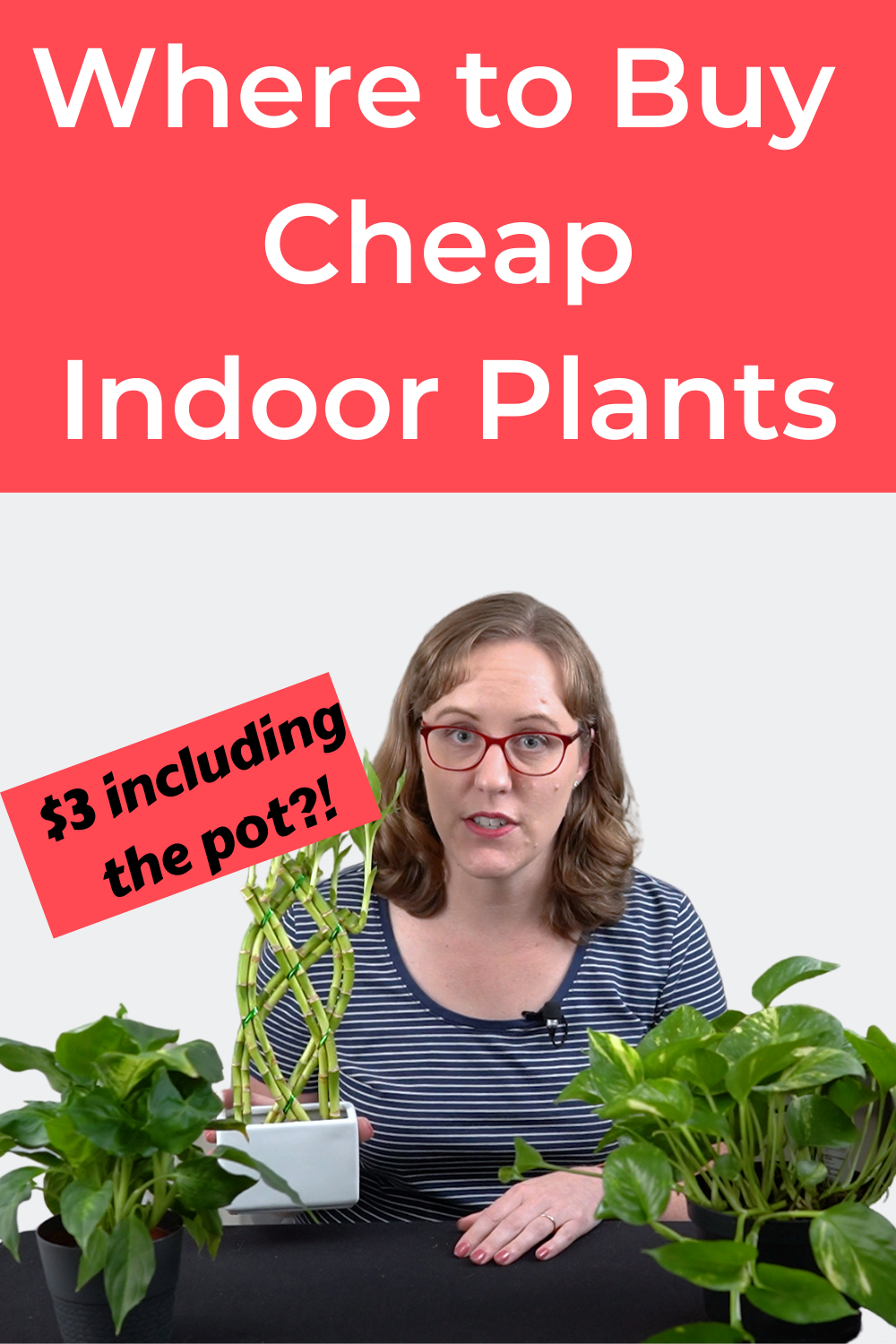 Where to Buy Cheap Indoor Plants My Top 5 Favorite Places! Smart Family Money